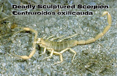 Deadly AZ Scorpions - Yellow Bark Scorpions