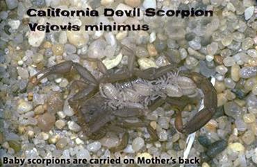 Mother Scorpions Give Birth to Live young up to 100 babies at a time.  This is a photo of the babies carried on the mothers back.